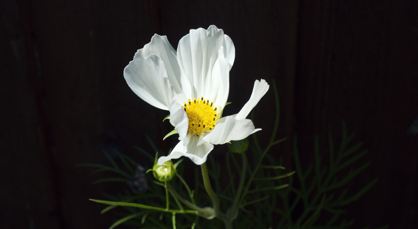 White Cosmos flower