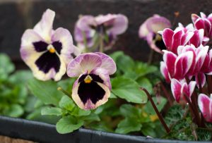 Pink and yellow pansies