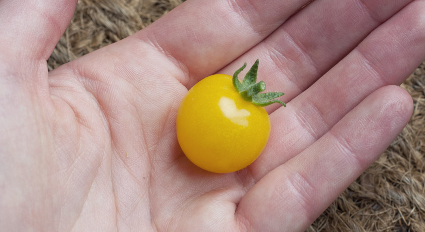 Yellow cherry tomato