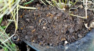 Red ants and larvae in soil