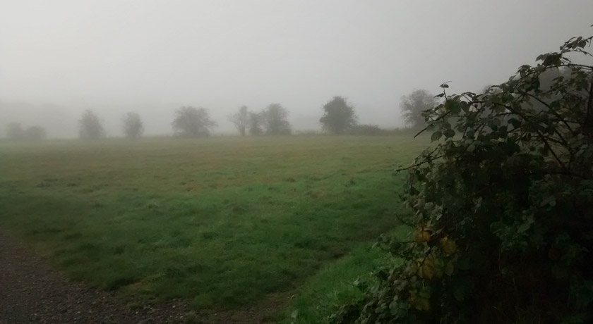 Foggy meadow view
