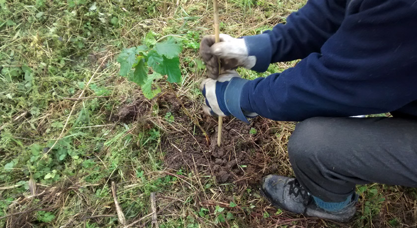 Person planting tree in ground