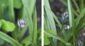 Closed Bluebell buds
