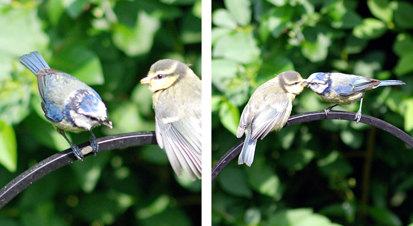 Blue tit feeding fledgling on bird feeder