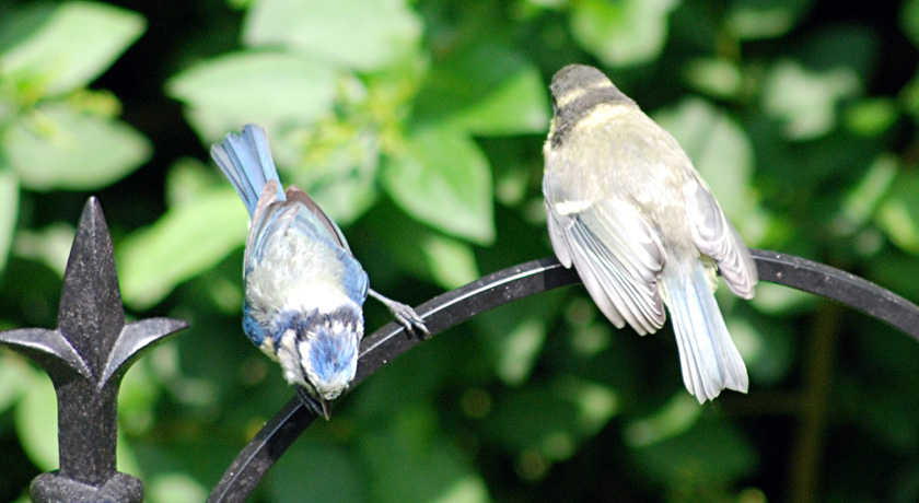 Blue tit and fledgling on bird feeder