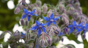 Bright blue borage flowers