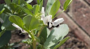 White broad bean flower
