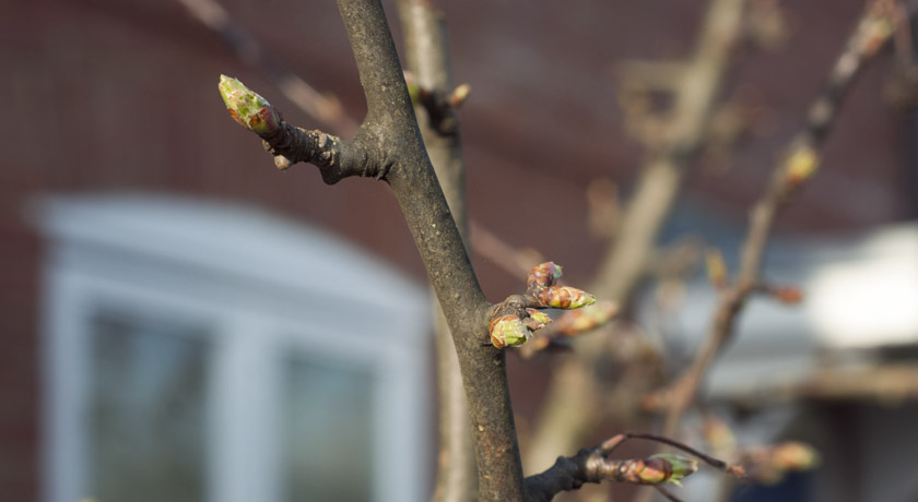 Spring shoots on a crabapple tree