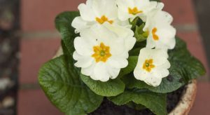 Cream primrose flowers