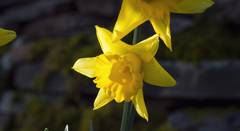 Daffodil in the sun