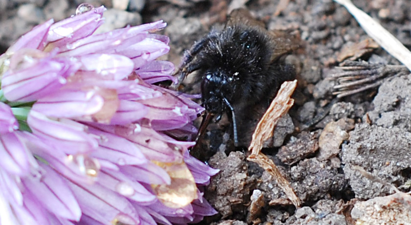 Bee feeding on honey on soil