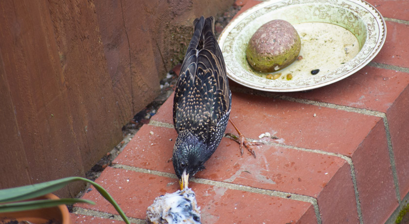 Starling feeding on fatcake