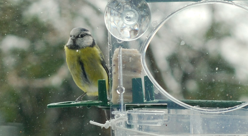 Blue tit with bright yellow breast looking into window
