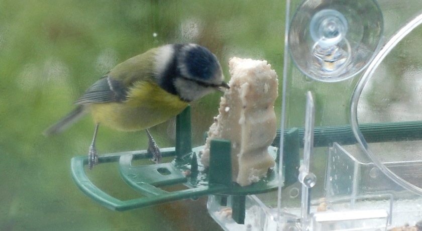 Blue tit eating fatcake with turned head