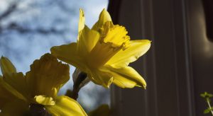 Flowering daffodils on a sunny windowsill