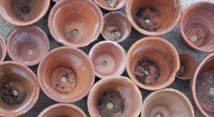 Terracotta gardening pots