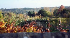 Country view over garden wall