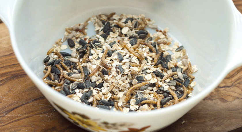 Bird seed, oats and meal worms