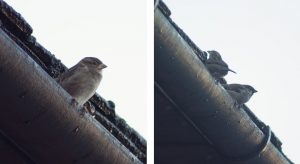 House sparrows on guttering