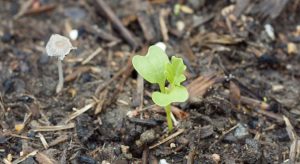 Kale seedling