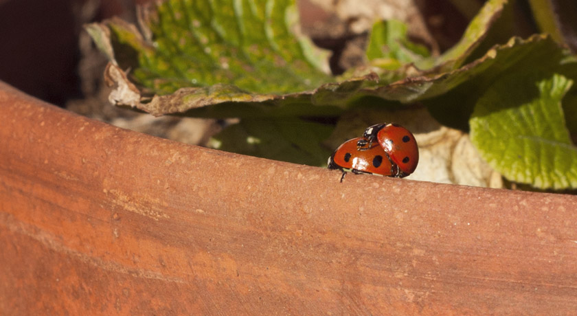 Ladybird mating in Spring