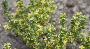Green and yellow lemon thyme leaves
