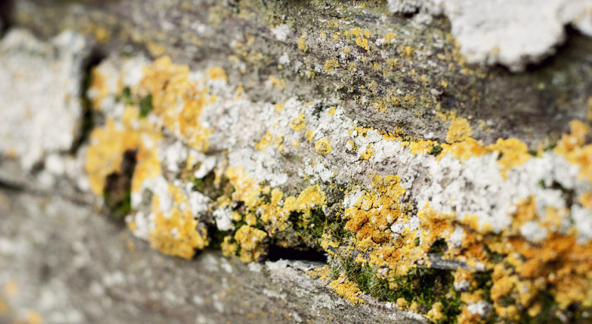 Yellow and white lichen growing on a wall