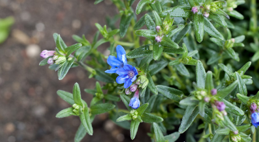 Bright blue Lithodora flowers