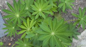 Lupin leaves from above