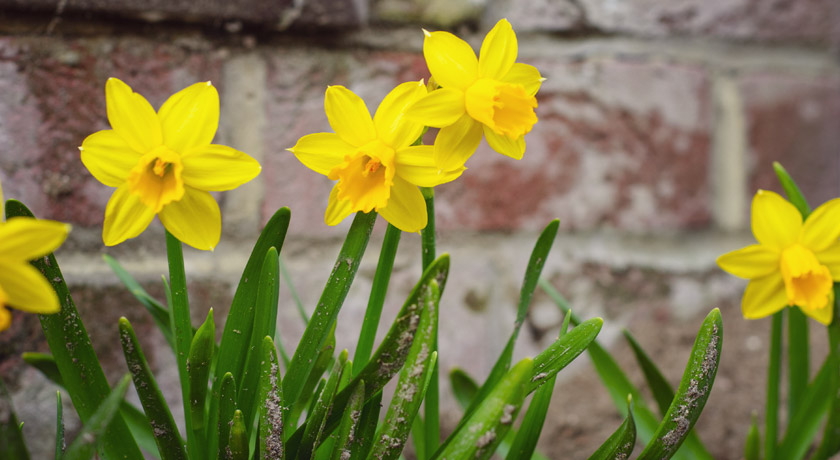 Narcissus daffodils