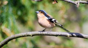 Chaffinch on a tree branch