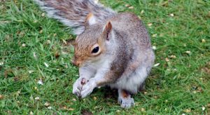 Squirrel sitting holding small nuts