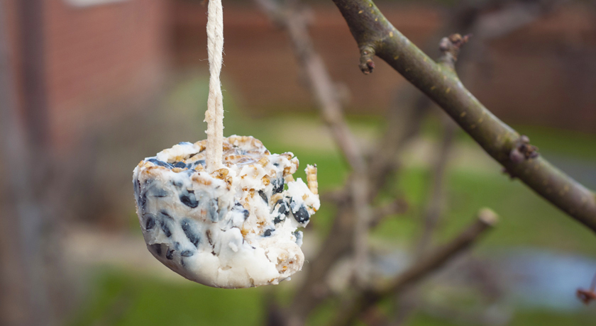 Nibbled fat cake in a tree