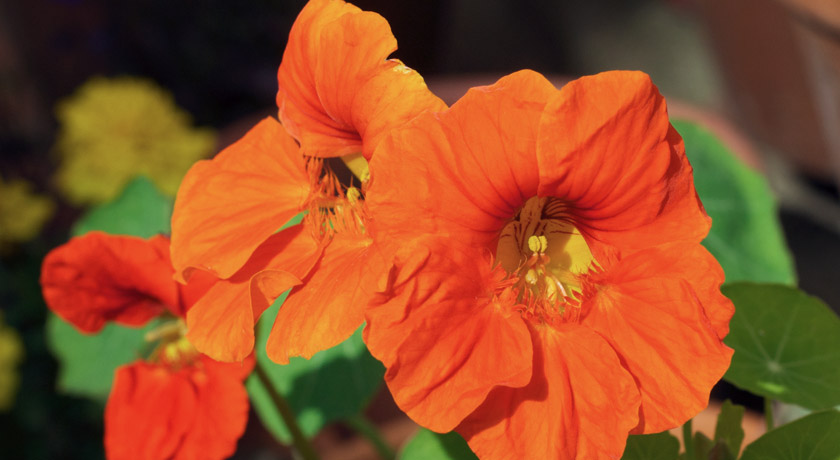 Bright orange nasturtium flowers