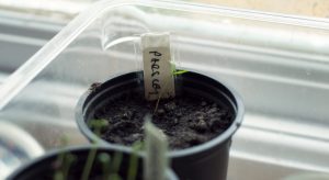 Tiny parsley seedling