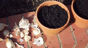 Sowing garlic in terracotta pots