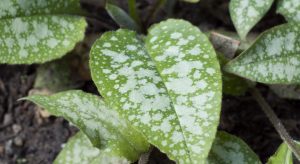 Speckled Pulmonaria leaves