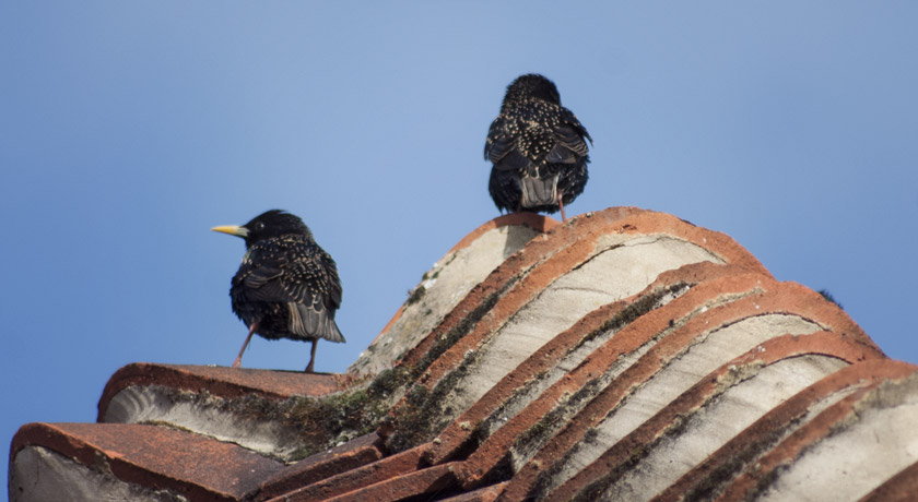 Starlings sitting on a roof in the sun