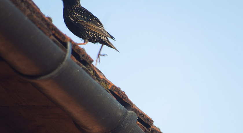 Starling running up a roof