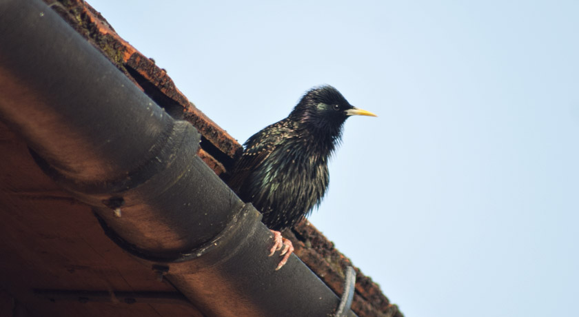Scruffy starling sitting on guttering