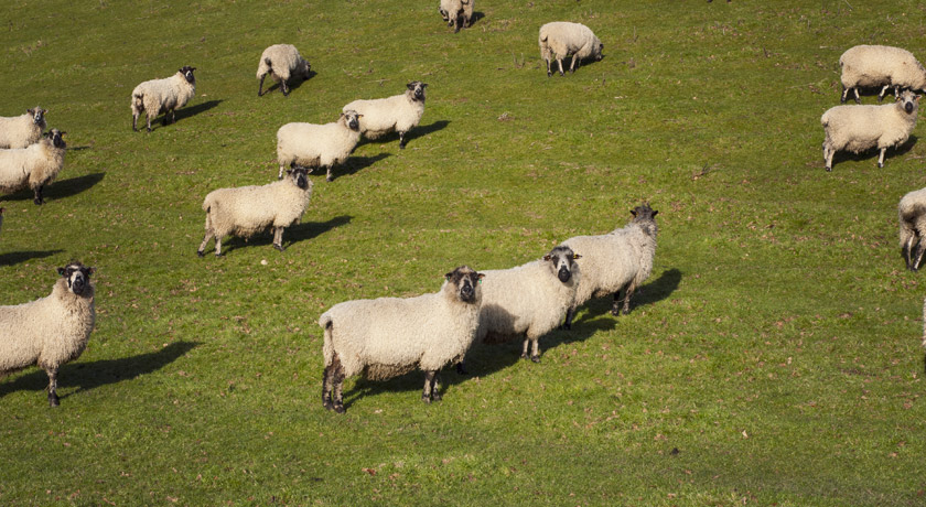 Sheep in a field in Cornwall
