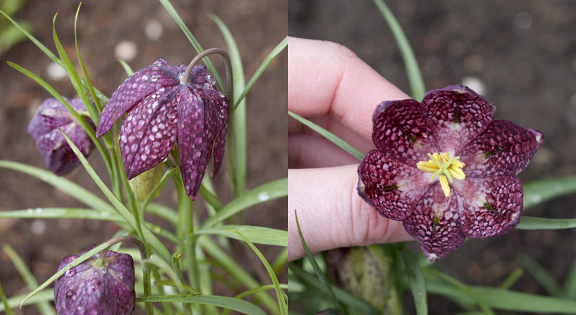 Purple Snake's Head Fritillary flower