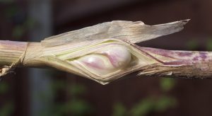 Bulbs growing on garlic stalk
