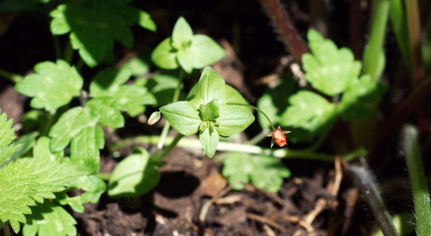 Tiny orange weed flower