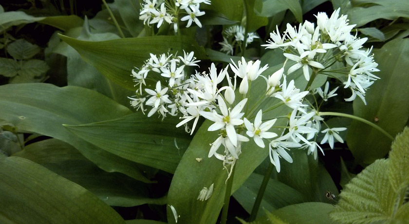 White wild garlic flowers