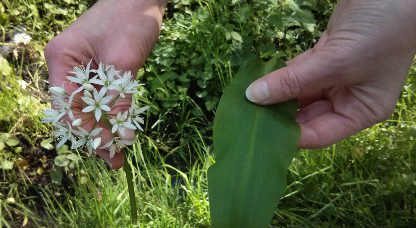 Wild garlic leaves and flower