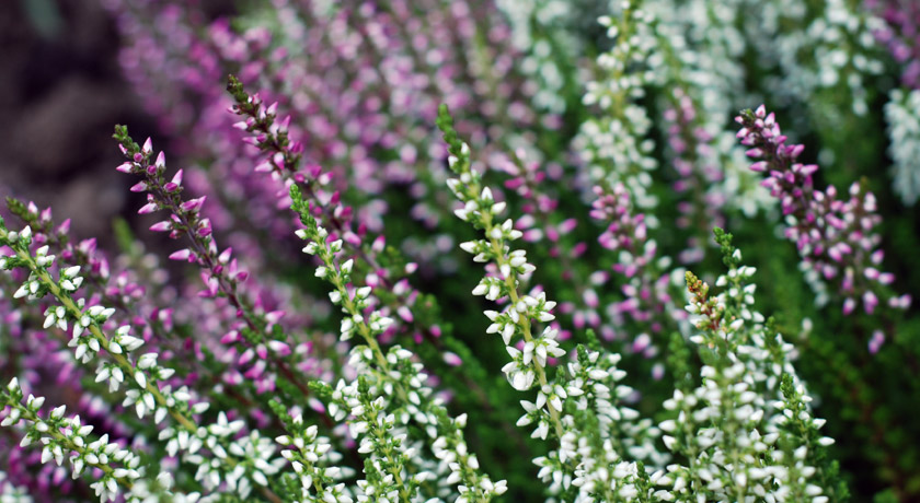 Purple and white Winter flowering heather