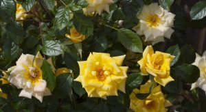 Yellow Laura Ford roses