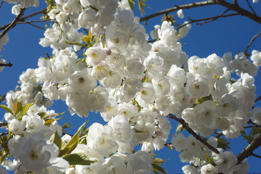 White blossom against blue sky