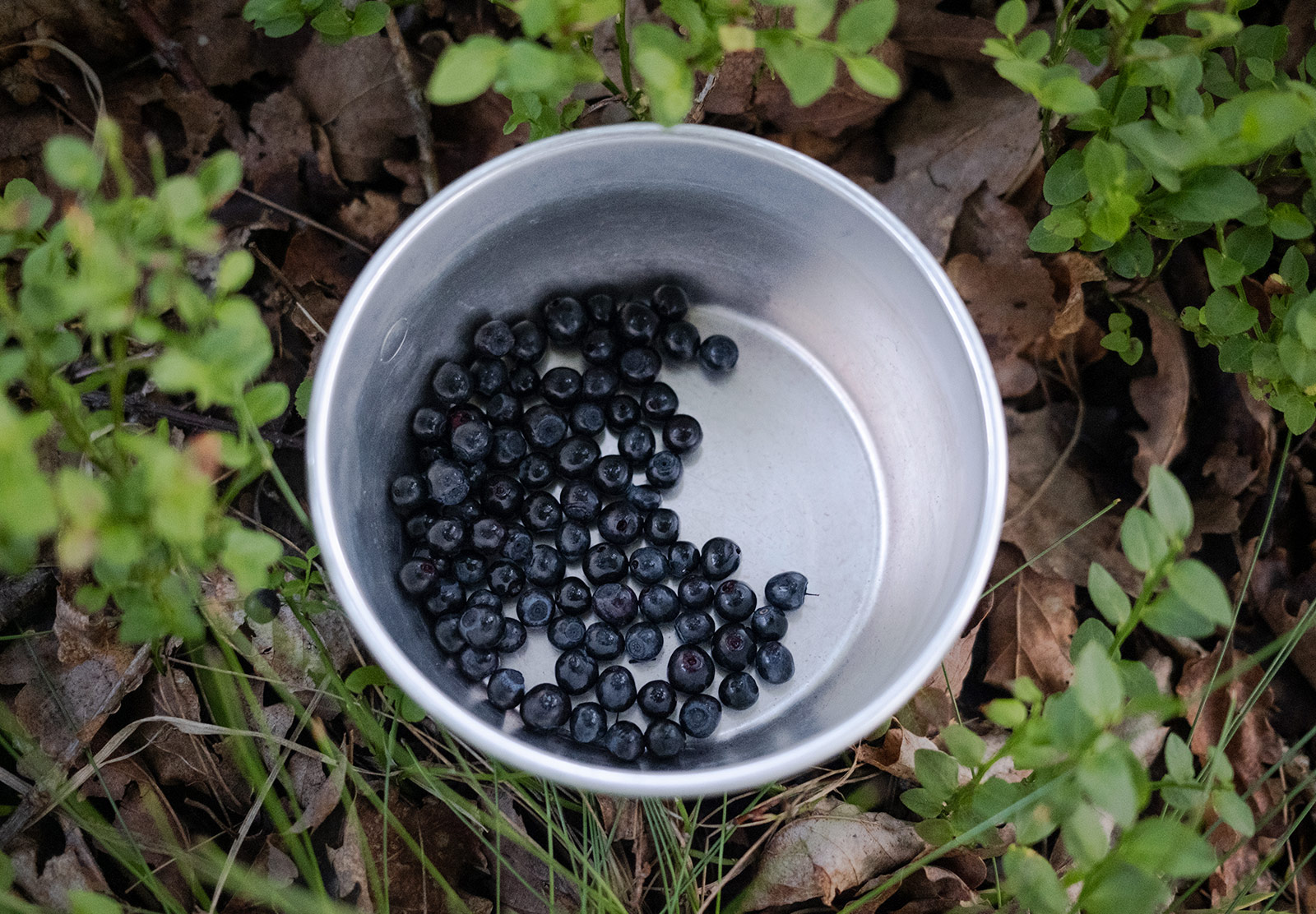 Wild blueberries in a bowl